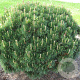 Pinus mugo mughus 25-30 cm 3,5L
