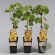 Vitis 'Golden Champion' 60-70 cm 2,0L