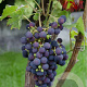 Vitis 'Vanessa' 25-30 cm 2,0L