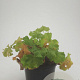 Alchemilla mollis GM C1.3