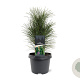 Pinus nigra 'Green Tower' 25-30 cm 3,5L