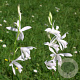 Bletilla striata 'Alba' GM P9