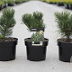Pinus nigra 'Oregon Green' 20-25 cm 3,0L