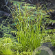 Cyperus longus GM M19