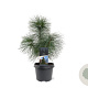 Pinus strobus 30-40 cm 3,0L