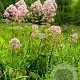 Eupatorium fistulosum GM P9