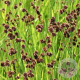Juncus ensifolius GM P9