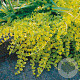 Lysimachia numm. 'Aurea' GM P9