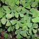 Marsilea quadrifolia GM P9
