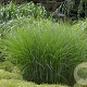 Miscanthus 'Gracilimus' GM P9