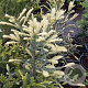 Sequoia s. 'Adpressa' 25-30 cm 3,5L