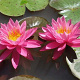 Nymphaea 'Celebration' GM M19