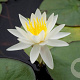 Nymphaea 'Odorata Minor' GM plug