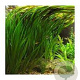Vallisneria spiralis GM M19