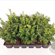 Taxus b. 'Goldstrike' 20-25 cm P9
