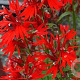 Lobelia cardinalis GM M19