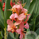 Canna erebus GM P9