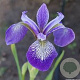 Iris versicolor GM M19