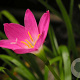 Zephyranthes candida GM P9