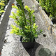Taxus media 'Farmen' 20-25 cm P9