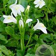 Mazus reptans 'Alba' GM P9