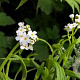 Myosotis palustris 'Alba' GM M19