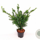 Taxus media 'Farmen' 50-60 cm 3,0L