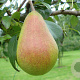 Pyrus communis 'Rode Clapps' 6-8 HO wortelgoed