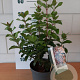 Viburnum tinus 'LisaRose' 40-50 cm 2,0L