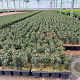Taxus media 'Hillii' 15-20 cm P9