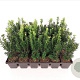 Taxus media 'Hillii' 20-25 cm P9
