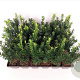 Taxus media 'Hillii' 20-25 cm P9