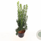 Taxus media 'Hillii' 30-40 cm C1.5