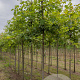 Acer freemanii Autumn Blaze 10-12 HO draadkluit