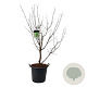 Acer griseum 150-175 cm cont. 55L extra