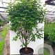 Acer griseum 200-250 cm cont. 110L meerstammig