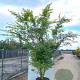 Acer palmatum 350-400 cm cont. 285L meerstammig