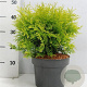 Thuja occ. 'Golden Globe' 30-40 cm 5,0L