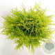 Thuja occ. 'Golden Globe' 30-40 cm 5,0L
