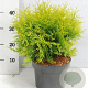Thuja occ. 'Golden Globe' 30-40 cm 5,0L