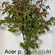 Acer pal. 'Osakazuki' 125-150 cm met kluit extra
