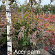 Acer pal. 'Osakazuki' 125-150 cm met kluit extra