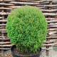 Thuja occ. 'Teddy' 20-25 cm 3,0L