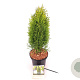 Thuja occ. Totem Smaragd 50-60 cm 2,0L