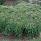 Tsuga canadensis 'Cole' 20-25 cm 3,0L