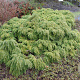 Tsuga canadensis 'Jeddeloh' 25-30 cm 3,5L