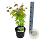 Acer shirasawanum 'Jordan' 50-60 cm 4,5L