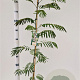 Albizia julibrissin 100-125 cm 3,0L