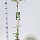 Albizia julibrissin 100-125 cm 3,0L