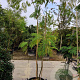 Albizia julibrissin 200-250 cm container meerstammig extra